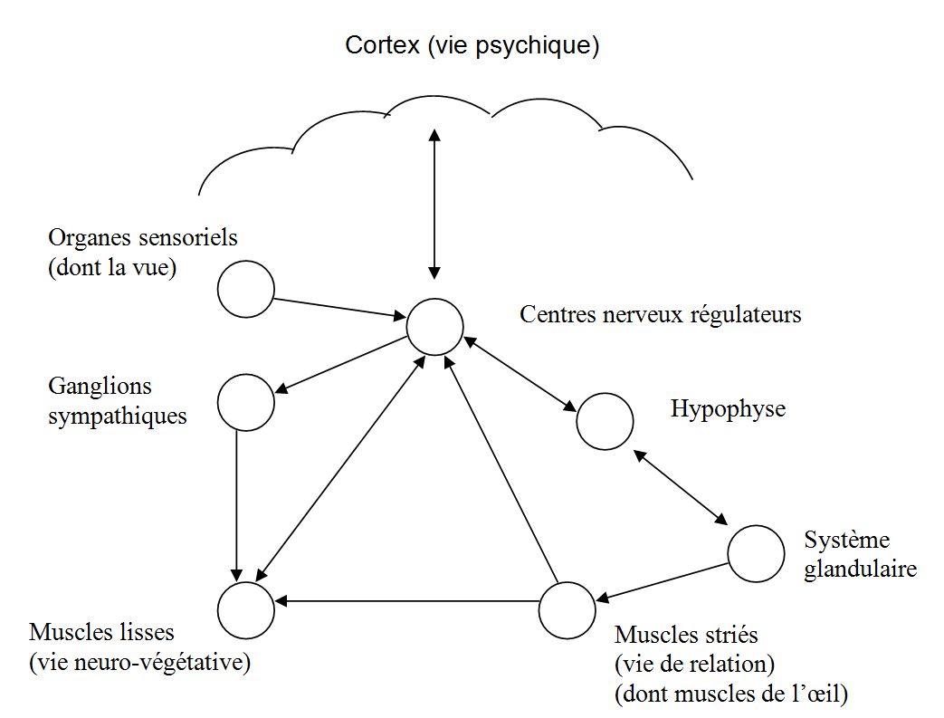 Schema n